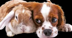 Ajasto Kalenterit>Seinakalenteri Forget-Me-Not-Wall